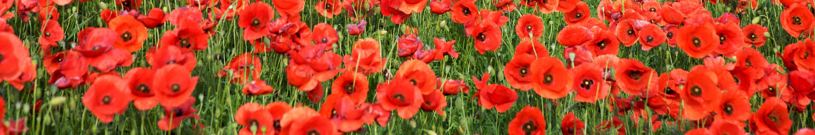 Armistice & Remembrance Day Messages 2016