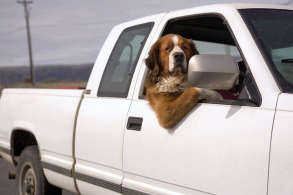 Dogs Die In Hot Cars