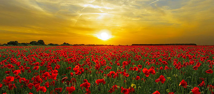 Armistice & Remembrance Day